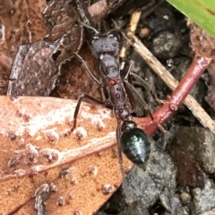 Myrmecia sp. (genus) at Cape Pillar, TAS - 11 Apr 2023 by MattFox