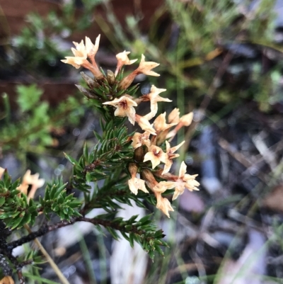 Epacris lanuginosa at Tasman National Park - 11 Apr 2023 by MattFox