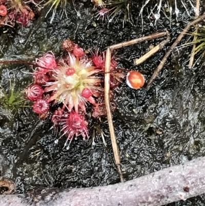 Drosera pygmaea (Tiny Sundew) at Cape Pillar, TAS - 11 Apr 2023 by MattFox