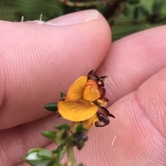 Pultenaea gunnii (Golden Bush Pea) at Cape Pillar, TAS - 11 Apr 2023 by MattFox