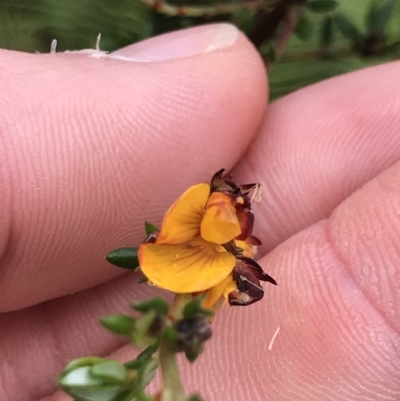 Pultenaea gunnii (Golden Bush Pea) at Cape Pillar, TAS - 11 Apr 2023 by MattFox