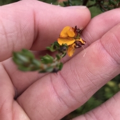 Pultenaea gunnii at Cape Pillar, TAS - 11 Apr 2023 11:38 AM