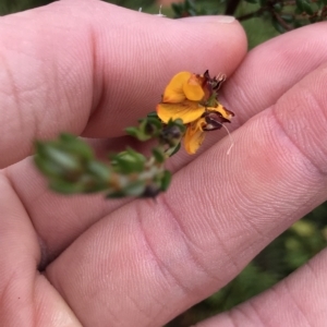 Pultenaea gunnii at Cape Pillar, TAS - 11 Apr 2023 11:38 AM