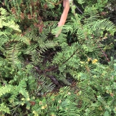 Pultenaea gunnii at Cape Pillar, TAS - 11 Apr 2023 11:38 AM