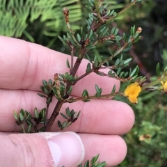 Pultenaea gunnii at Cape Pillar, TAS - 11 Apr 2023 11:38 AM