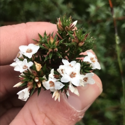 Unidentified Other Shrub at Cape Pillar, TAS - 11 Apr 2023 by MattFox