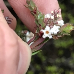 Leucopogon collinus (Fringed Beard-Heath) at Tasman National Park - 11 Apr 2023 by MattFox