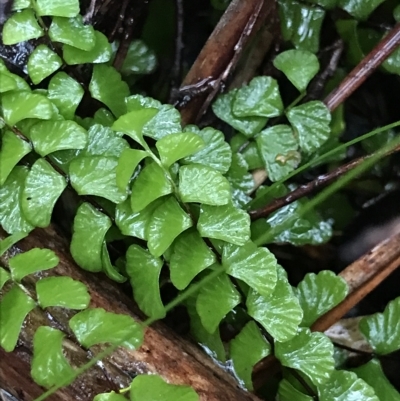 Asplenium flabellifolium (Necklace Fern) at Cape Pillar, TAS - 11 Apr 2023 by MattFox