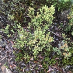 Epacris marginata at Tasman National Park - 11 Apr 2023 07:26 AM
