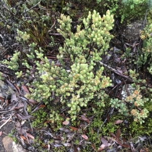 Epacris marginata at Tasman National Park - 11 Apr 2023 07:26 AM