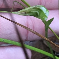 Pterostylis pedoglossa (Prawn Greenhood) at Cape Pillar, TAS - 11 Apr 2023 by MattFox