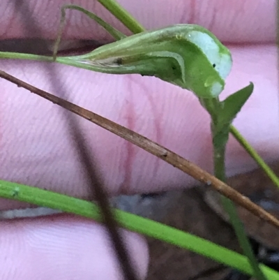 Pterostylis pedoglossa (Prawn Greenhood) at Cape Pillar, TAS - 10 Apr 2023 by MattFox