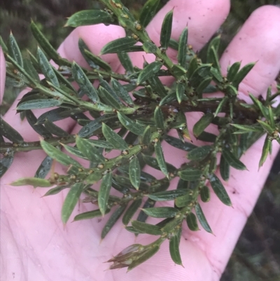 Acacia verticillata (Prickly Moses) at Cape Pillar, TAS - 10 Apr 2023 by MattFox