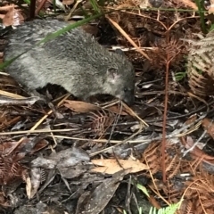 Isoodon obesulus obesulus (Southern Brown Bandicoot) at Cape Pillar, TAS - 10 Apr 2023 by MattFox