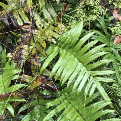 Blechnum wattsii (Hard Water Fern) at Cape Pillar, TAS - 10 Apr 2023 by MattFox