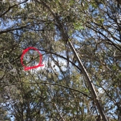 Platycercus eximius (Eastern Rosella) at Mount Clear, ACT - 9 Apr 2023 by JimL