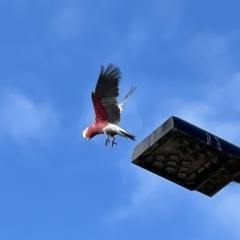 Eolophus roseicapilla (Galah) at Mount Ainslie to Black Mountain - 26 Mar 2023 by JimL