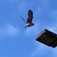 Eolophus roseicapilla at Acton, ACT - 26 Mar 2023 09:10 AM