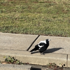 Gymnorhina tibicen (Australian Magpie) at Acton, ACT - 26 Mar 2023 by JimL
