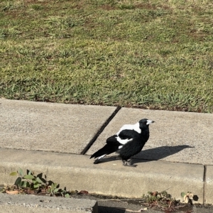 Gymnorhina tibicen at Acton, ACT - 26 Mar 2023 09:00 AM