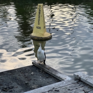 Anhinga novaehollandiae at Acton, ACT - 26 Mar 2023