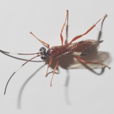 Ichneumonidae (family) (Unidentified ichneumon wasp) at Stirling, ACT - 18 Apr 2023 by Harrisi