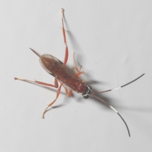 Ichneumonidae (family) at Stirling, ACT - 18 Apr 2023 11:34 PM