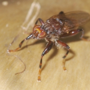 Tapeigaster nigricornis at Coree, ACT - 19 Apr 2023