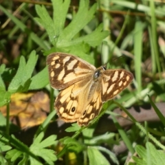 Heteronympha paradelpha (Spotted Brown) at Googong, NSW - 17 Apr 2023 by Steve_Bok