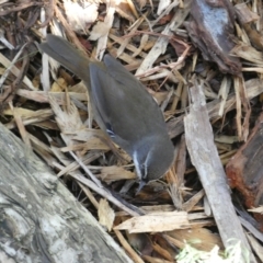 Sericornis frontalis (White-browed Scrubwren) at Acton, ACT - 19 Apr 2023 by Steve_Bok