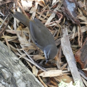 Sericornis frontalis at Acton, ACT - 19 Apr 2023 02:24 PM