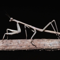 Tenodera australasiae (Purple-winged mantid) at Wellington Point, QLD - 18 Apr 2023 by TimL