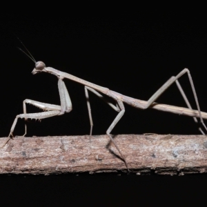 Tenodera australasiae at Wellington Point, QLD - suppressed