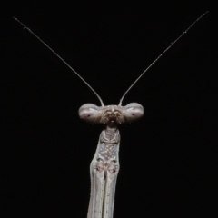 Tenodera australasiae at Wellington Point, QLD - suppressed