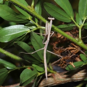 Tenodera australasiae at Wellington Point, QLD - suppressed