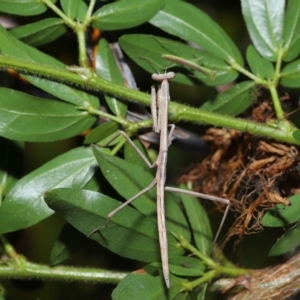 Tenodera australasiae at Wellington Point, QLD - suppressed