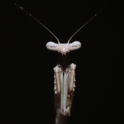 Tenodera australasiae (Purple-winged mantid) at Wellington Point, QLD - 18 Apr 2023 by TimL