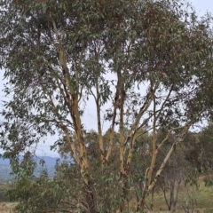 Eucalyptus blakelyi (Blakely's Red Gum) at Torrens, ACT - 19 Apr 2023 by LPadg