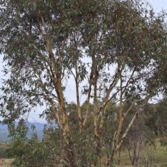 Eucalyptus blakelyi (Blakely's Red Gum) at Torrens, ACT - 20 Apr 2023 by LPadg