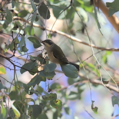 Melithreptus brevirostris (Brown-headed Honeyeater) at Cook, ACT - 19 Apr 2023 by Tammy