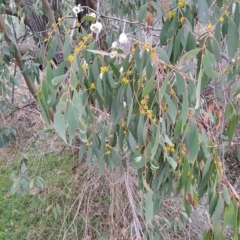 Eucalyptus stellulata (Black Sally) at Torrens, ACT - 19 Apr 2023 by LPadg