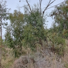 Eucalyptus stellulata at Torrens, ACT - 20 Apr 2023 08:42 AM