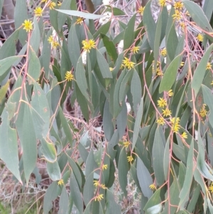 Eucalyptus stellulata at Torrens, ACT - 20 Apr 2023 08:42 AM