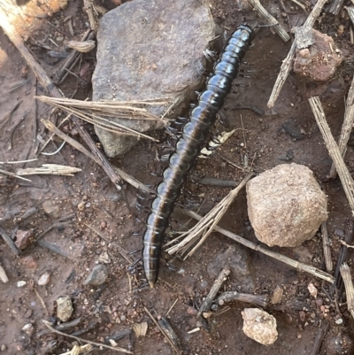 Paradoxosomatidae sp. (family) (Millipede) at Mount Majura - 17 Apr 2023 by JaneR