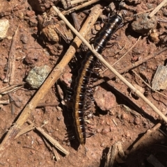 Paradoxosomatidae sp. (family) at Watson, ACT - 17 Apr 2023