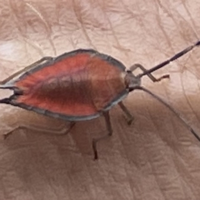 Lyramorpha rosea (Litchi stink bug) at Darling Point, NSW - 15 Apr 2023 by RobParnell