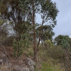 Eucalyptus dives (Broad-leaved Peppermint) at Kambah, ACT - 19 Apr 2023 by LPadg