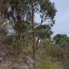 Eucalyptus dives (Broad-leaved Peppermint) at Kambah, ACT - 20 Apr 2023 by LPadg