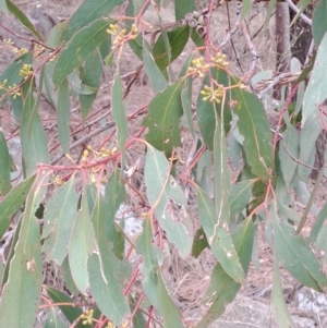 Eucalyptus dives at Mount Taylor - 20 Apr 2023 09:37 AM