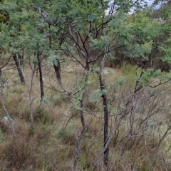 Acacia dealbata (Silver Wattle) at Kambah, ACT - 19 Apr 2023 by LPadg